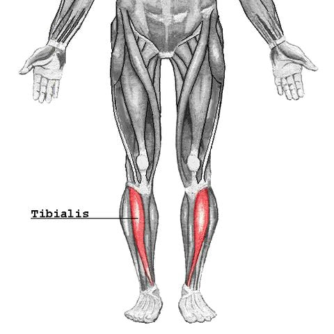 Anatomy & Functions of the Tibialis Muscle